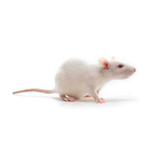 Laboratory rat models from BioLASCO