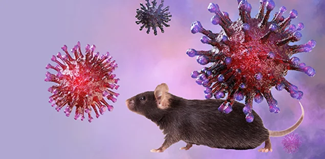 K18-hACE2 mouse model to study antiviral therapies to COVID-19 and SARS. JAX stock number 034860