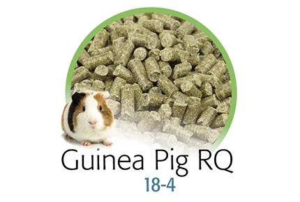 Guinea Pig RQ 18-4 Food
