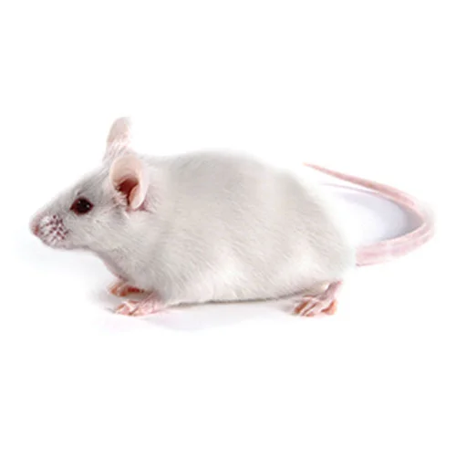 Laboratory mouse models from BioLASCO