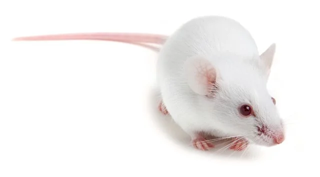 Laboratory mouse models from Charles River Laboratories