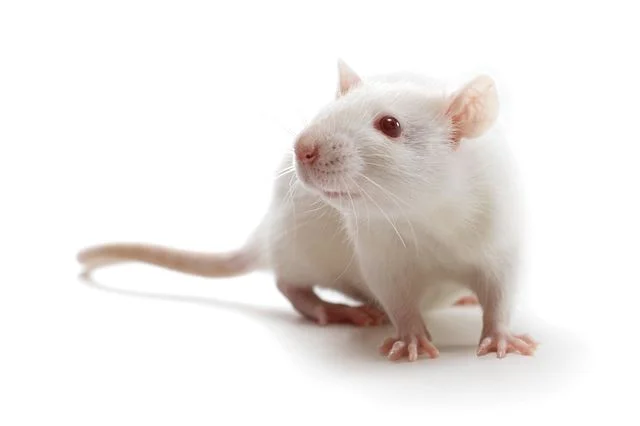 Laboratory rat models from Charles River Laboratories