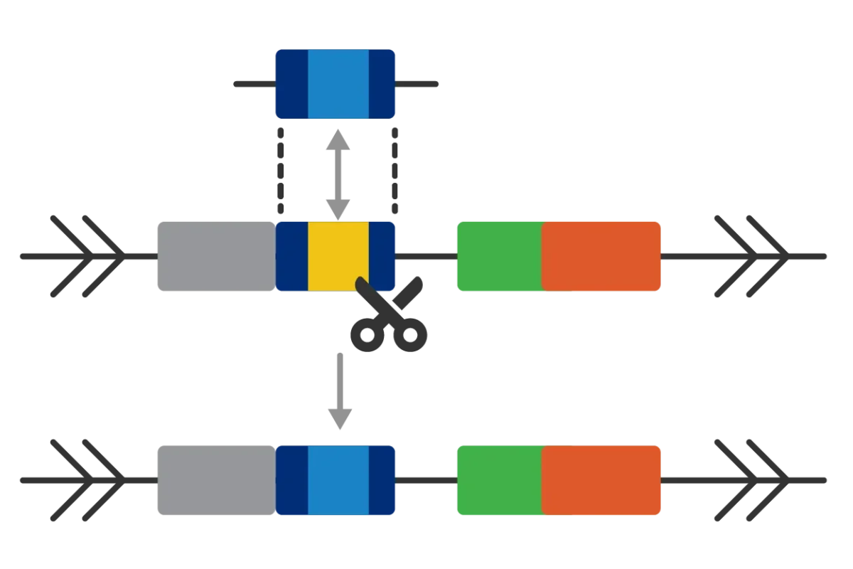 Model Generation Services (MGS)