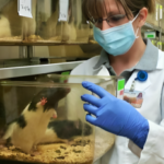 Laboratory Animal Science